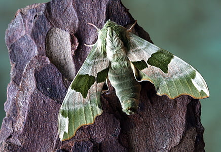 pandora hawk moth perched on brown surface in closeup photography thumbnail