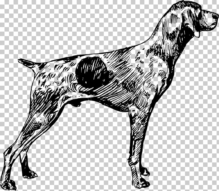 German Shorthaired Pointer German Wirehaired Pointer English
