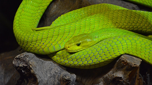 macro photography of green viper thumbnail