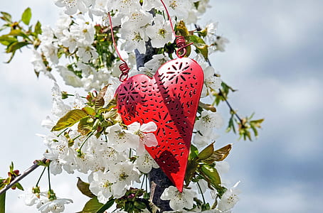 red heart decor on white petaled flowers thumbnail