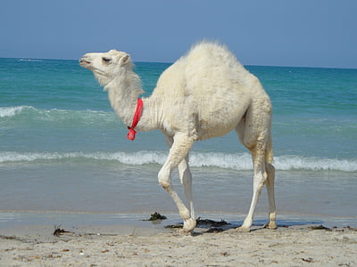 white camel walking on seashore thumbnail