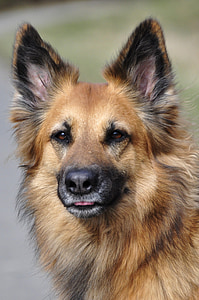 adult German shepherd closeup photography thumbnail