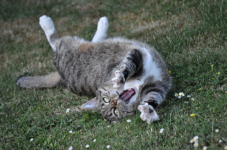 brown tabby cat laying on grass thumbnail