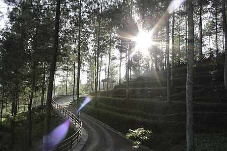 road, landscape, nature, sun thumbnail