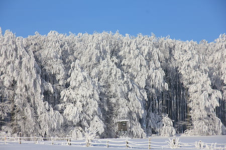 photography of white pine tree lot thumbnail