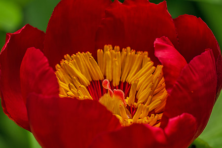 closeup photography of red poppy flower thumbnail