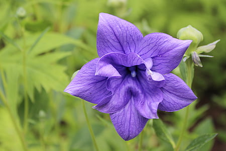 purple double balloon flower in close-up photography thumbnail