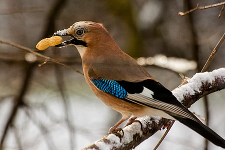brown, black, and blue bird perched on branch thumbnail