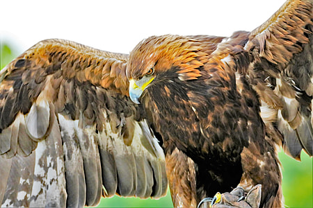 close up photo of an eagle thumbnail