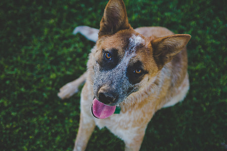 medium short-coated tan and white dog thumbnail
