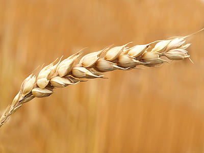Wheat Grains Closeup Photography thumbnail