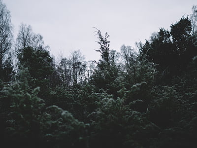 tall nature trees under gray clouds thumbnail