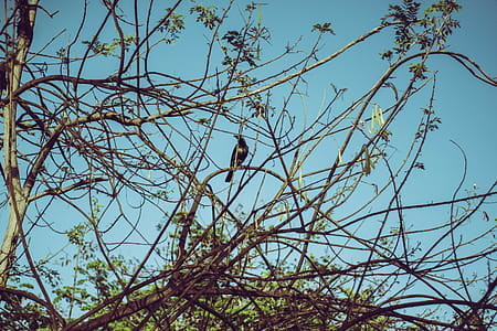 Crow on Tree Branch thumbnail