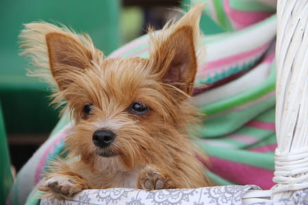 selective focus photo of photo of tan Australian terrier thumbnail