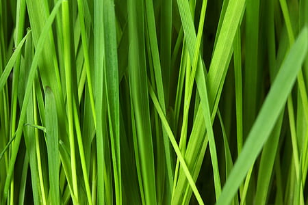 green grasses thumbnail