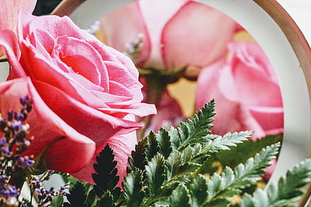 Pink Rose in Bloom Close-up Photo thumbnail
