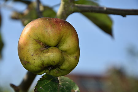 green and brown fruit close-up photo thumbnail
