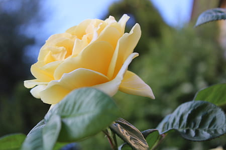 Yellow Rose thumbnail