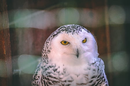 selective focus photo of white and black owl thumbnail