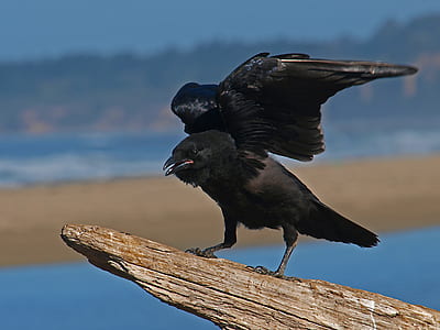 wood, nature, bird, animal thumbnail