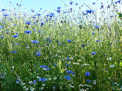 green leafed blue petaled flower field thumbnail