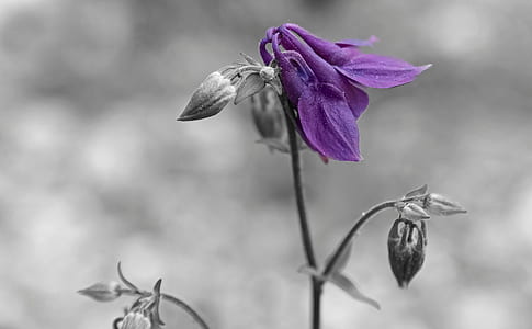 selective color photography of purple columbine flower thumbnail