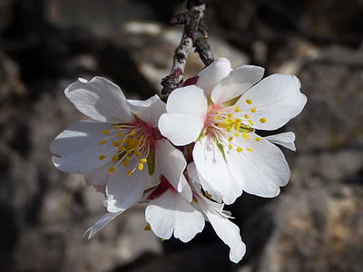 shallow focus photography of white flowers thumbnail