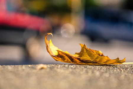 selective focus photography of maple leaf on grey pavement thumbnail