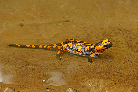 black and orange lizard thumbnail