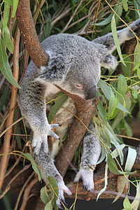 gray and white koala on tree branch thumbnail