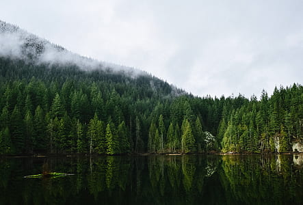 landscape photography of pine trees near body of water thumbnail