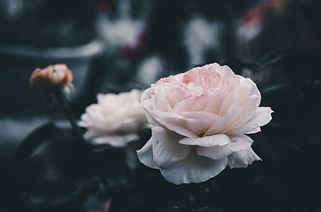 close-up photo of pink petaled flowe thumbnail