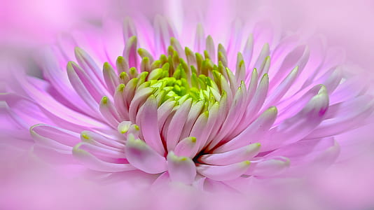 focal focus photography of pink and green petaled flower thumbnail