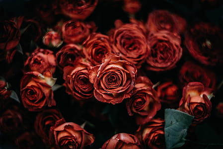 close up photography of red rose bouquet thumbnail