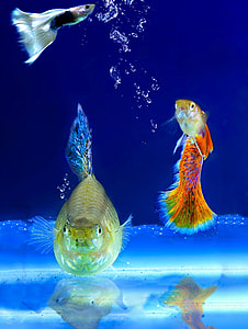 three assorted fishes thumbnail