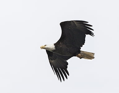 photo of bald eagle flying during daytime thumbnail
