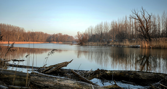 bare tree near river during daytime photo thumbnail