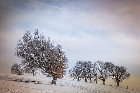 trees on sand during daytime thumbnail