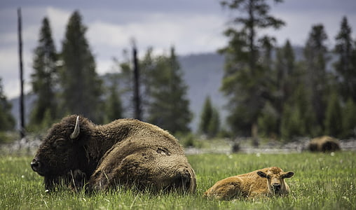 shallow focus photography of bison lying on green grass thumbnail