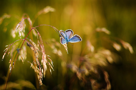 blue and black butterfly on green plant thumbnail