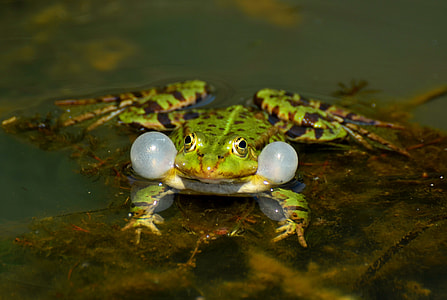 green frog on floating dried leaf thumbnail