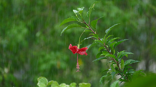 selective focus photography of red hibiscus flower during rain thumbnail