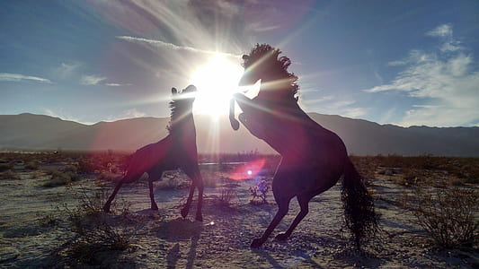 Silhouettes of 2 Horse Near Mountain during Daytime thumbnail