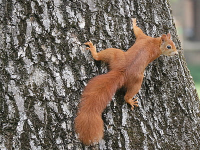 squirrel crawling on tree trunk during daytime thumbnail