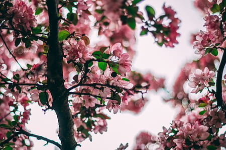 Selective Focus Photo Of Pink Flowering Tree thumbnail