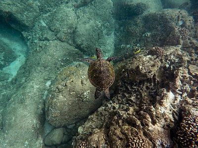 brown turtle swimming on water during daytime thumbnail