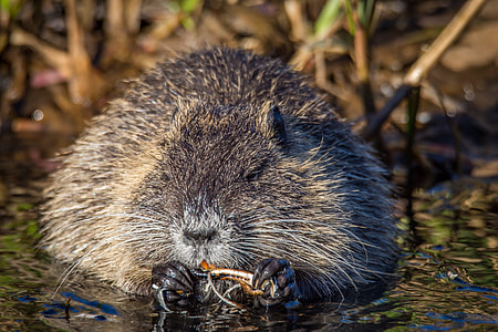 wildlife photography of gopher thumbnail