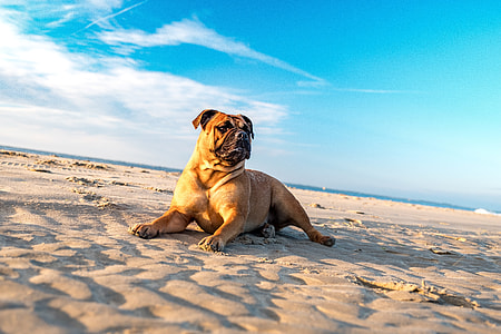 adult tan bullmastiff on sandy area thumbnail
