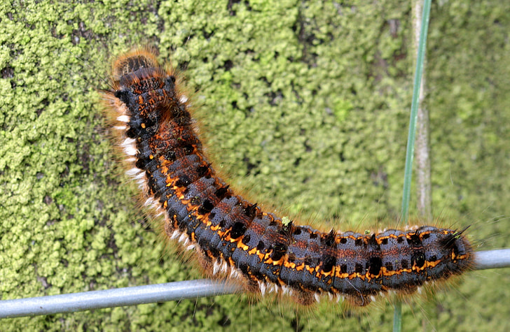 Caterpillar, Butterfly Caterpillar