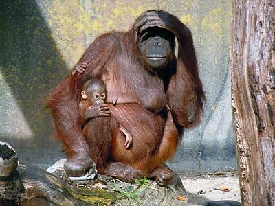 monkey hand on head thumbnail